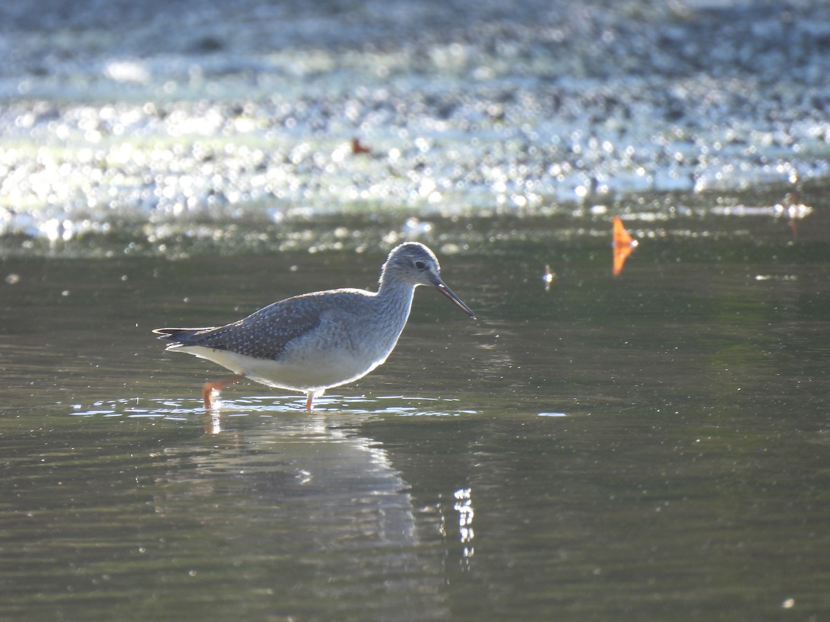 Lesser Yellowlegs - ML609895793