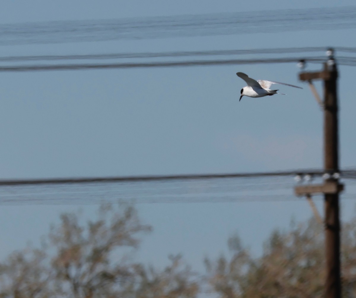 Forster's Tern - ML609895817