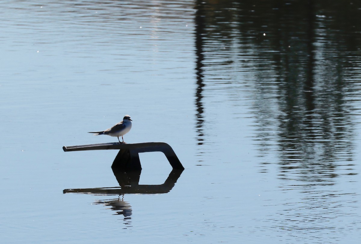 Forster's Tern - ML609895825