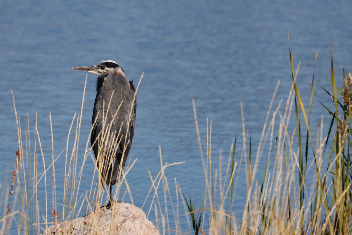 Great Blue Heron - Deanna McLaughlin