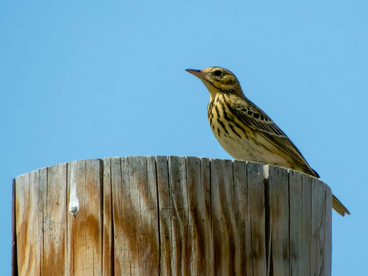 Tree Pipit - ML609895976