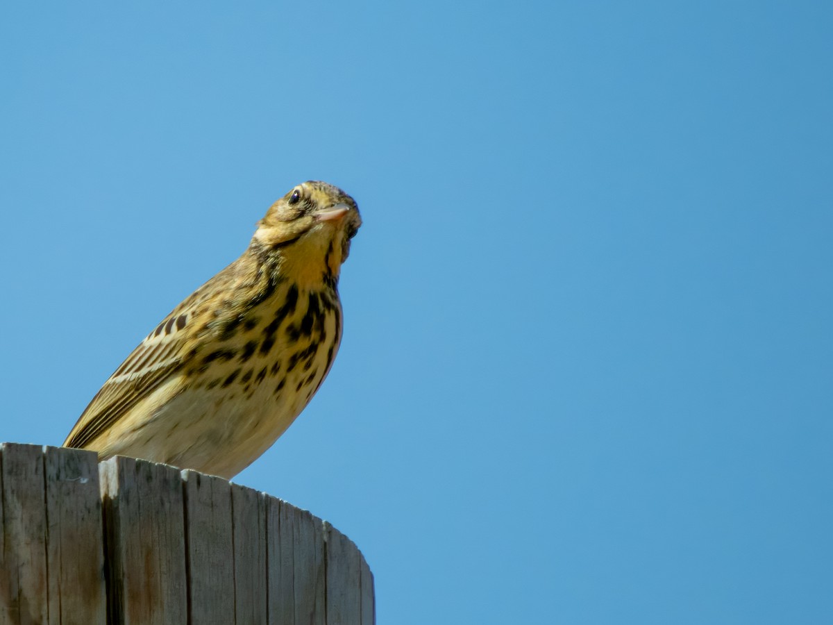 Tree Pipit - ML609895979