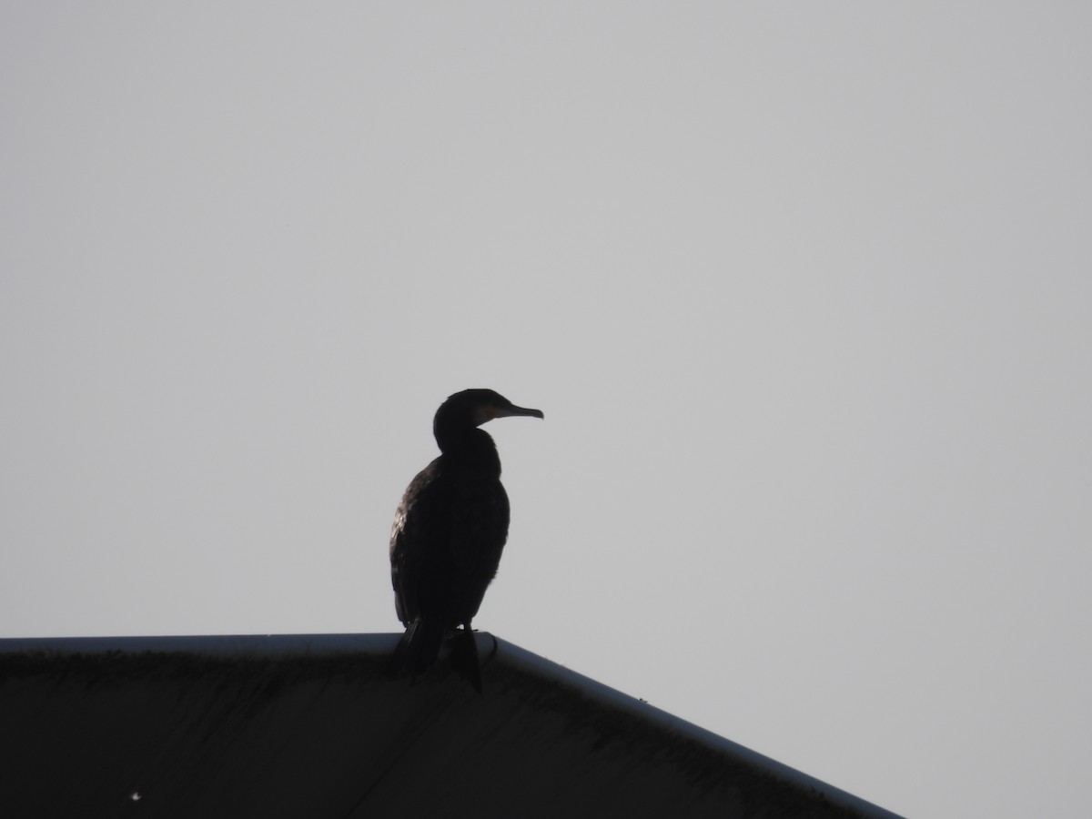 Great Cormorant - Tara Choate