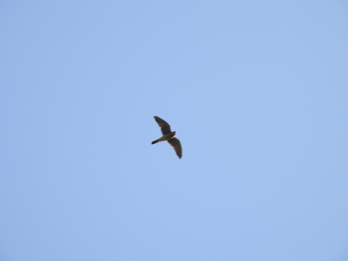 Eurasian Kestrel - Tara Choate