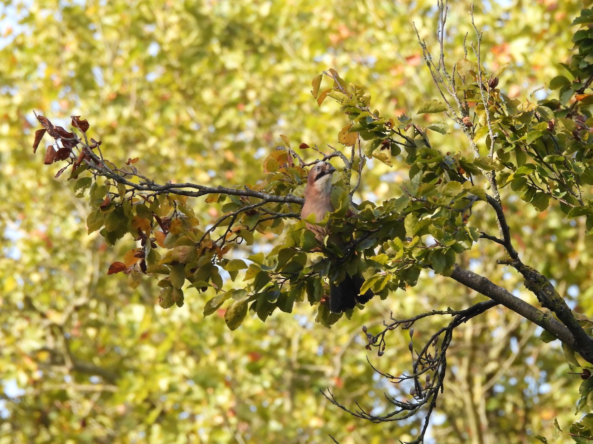 Eurasian Jay - ML609896080