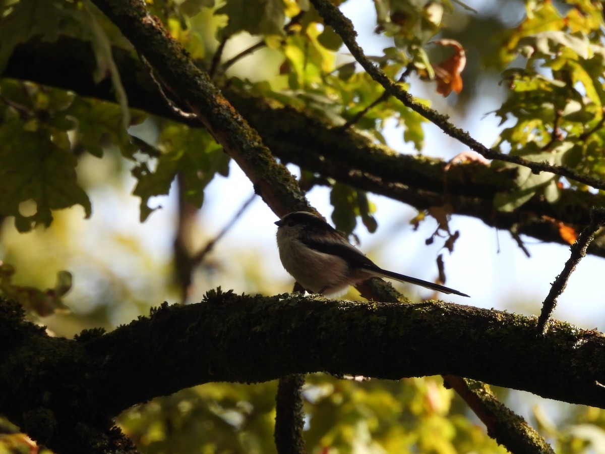 Long-tailed Tit - ML609896119