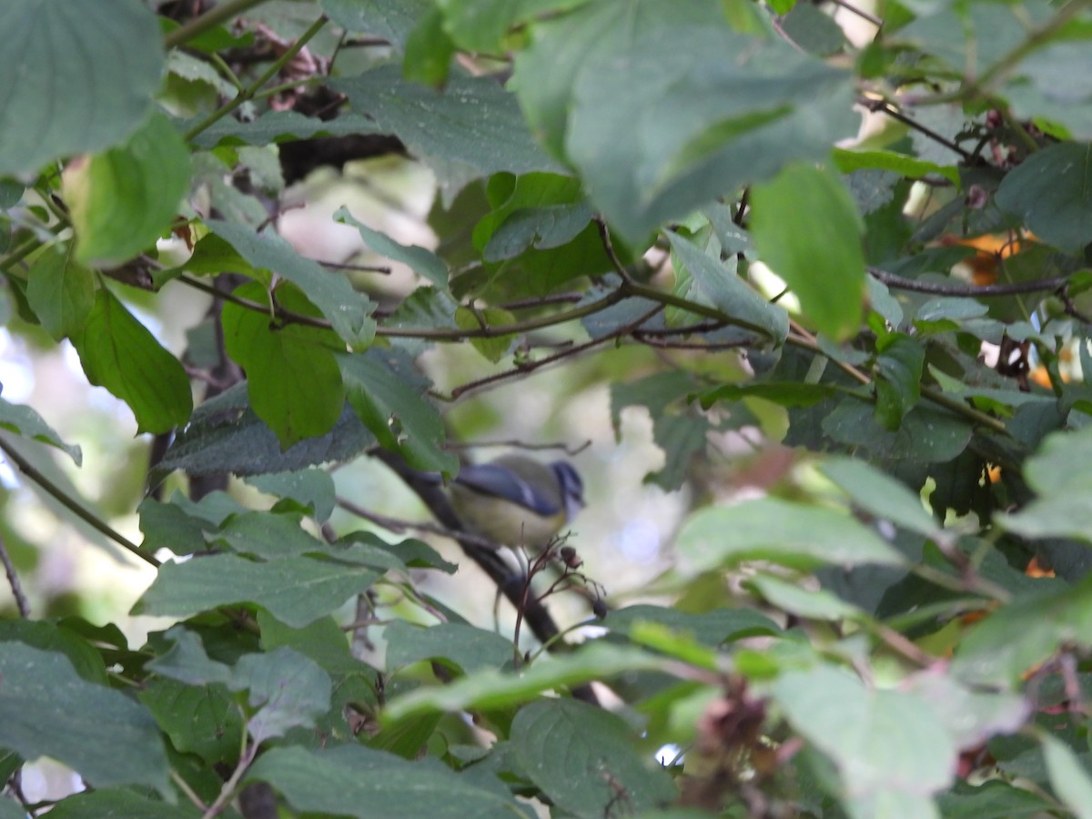 Eurasian Blue Tit - ML609896124