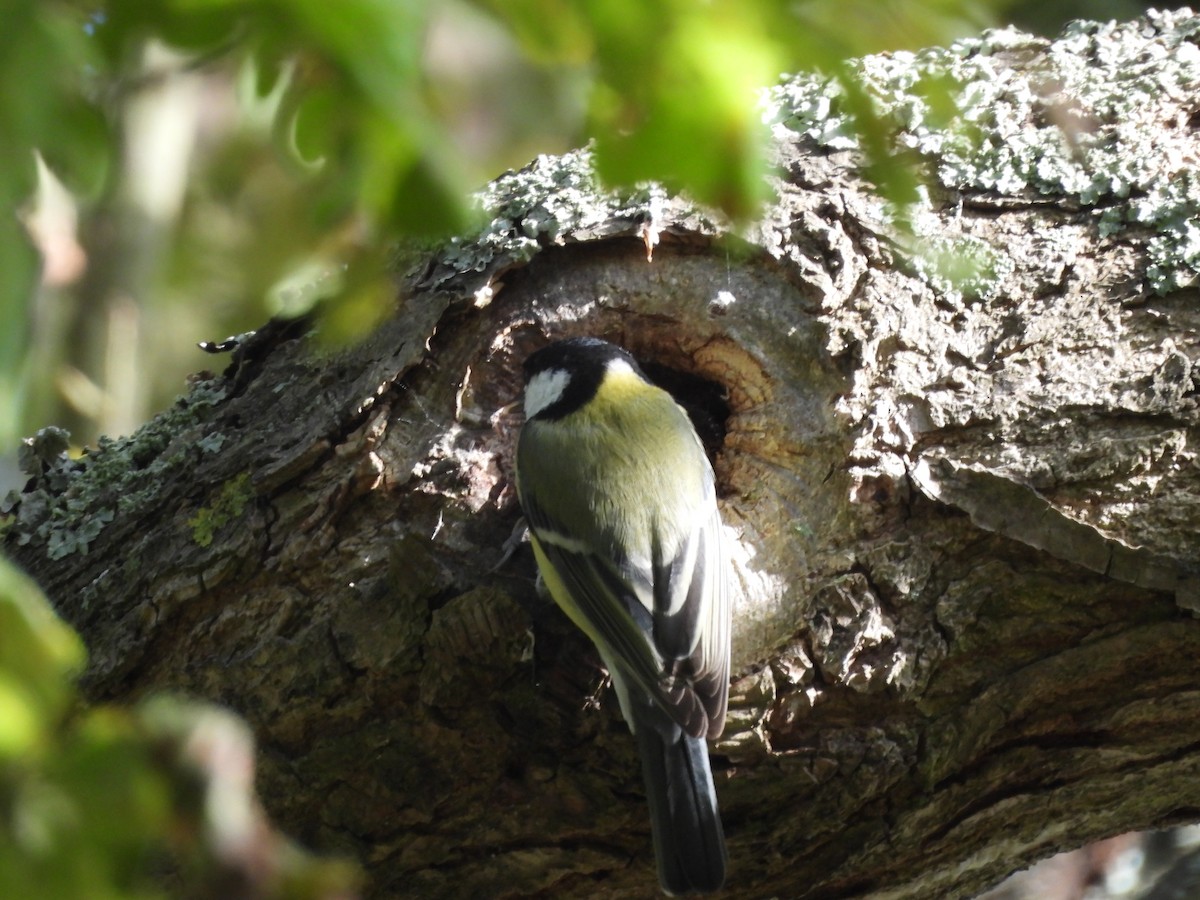 Great Tit - ML609896139