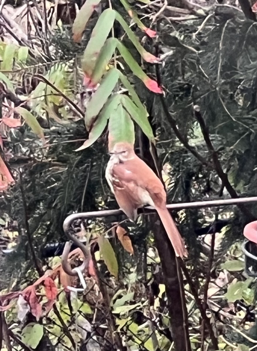 Brown Thrasher - ML609896155