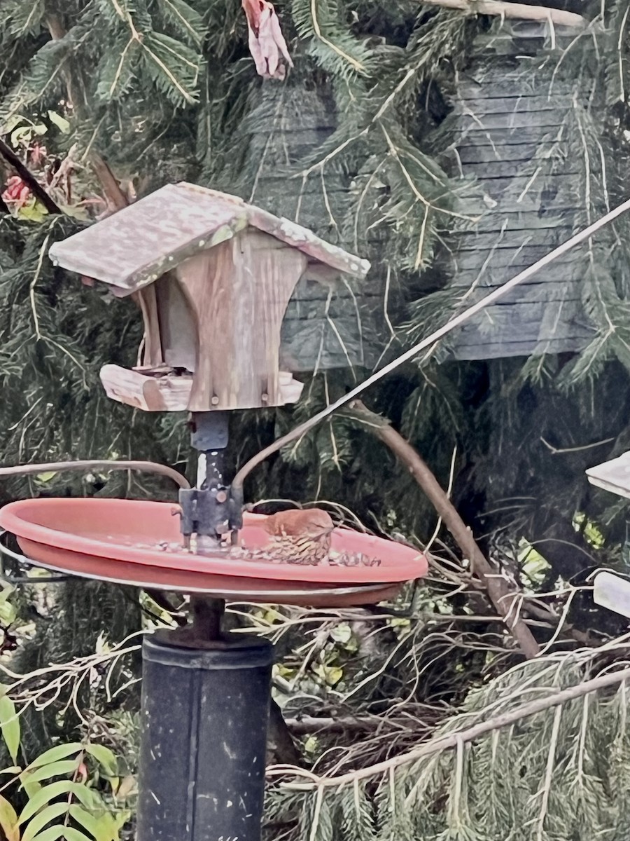 Brown Thrasher - Preeti Nichol