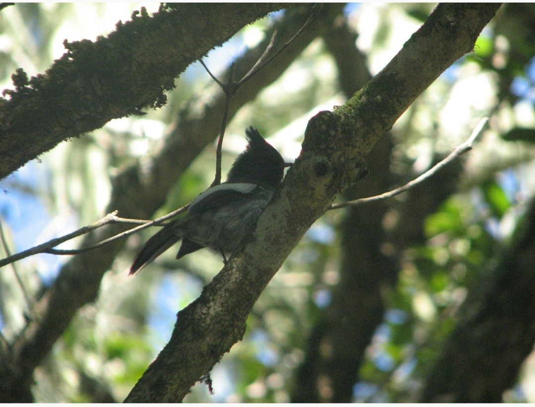 African Crested Flycatcher - Wikus Burger