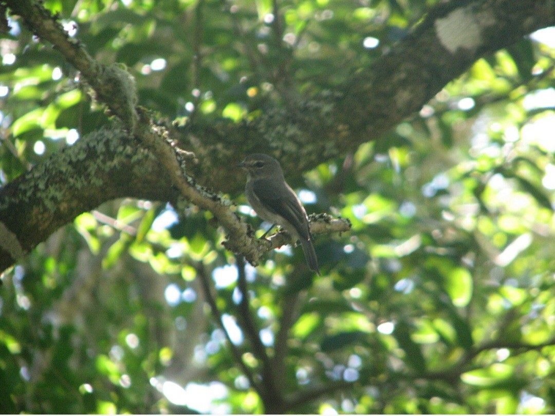 African Dusky Flycatcher - ML609896181