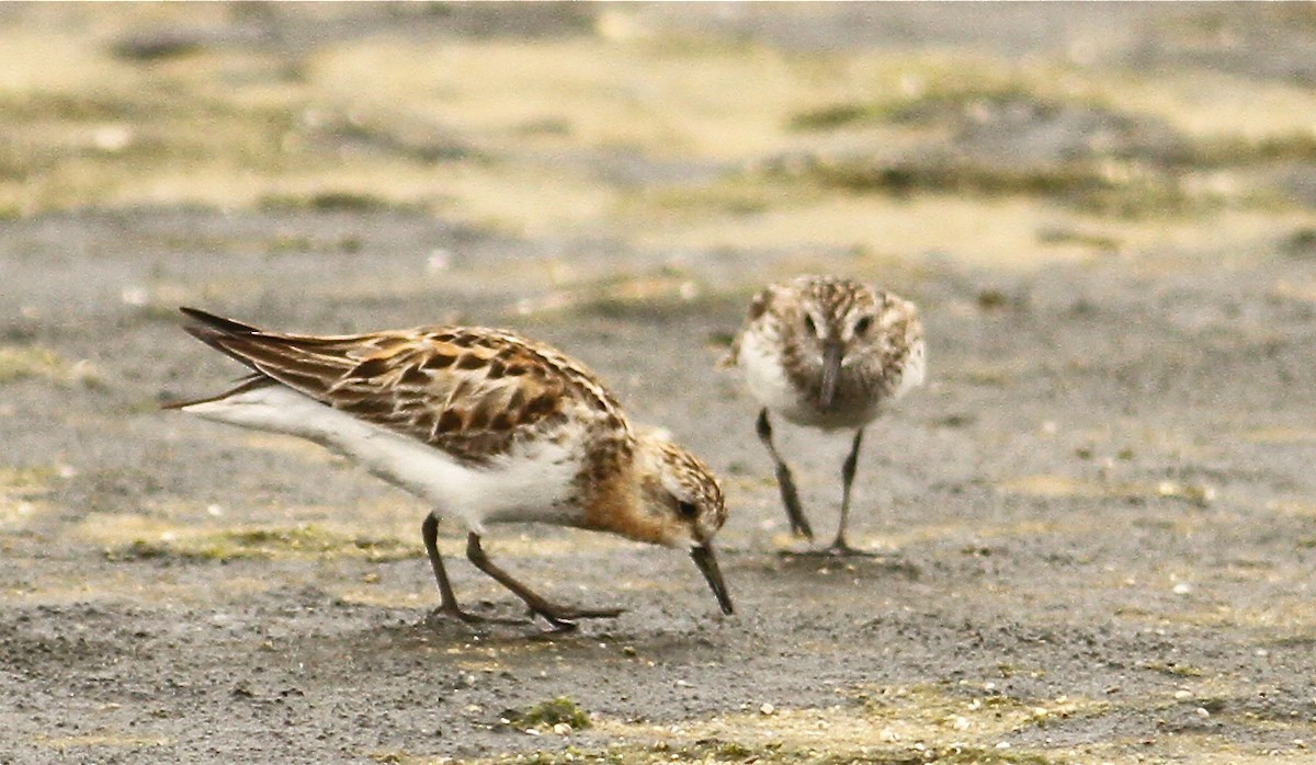 Red-necked Stint - ML60989621