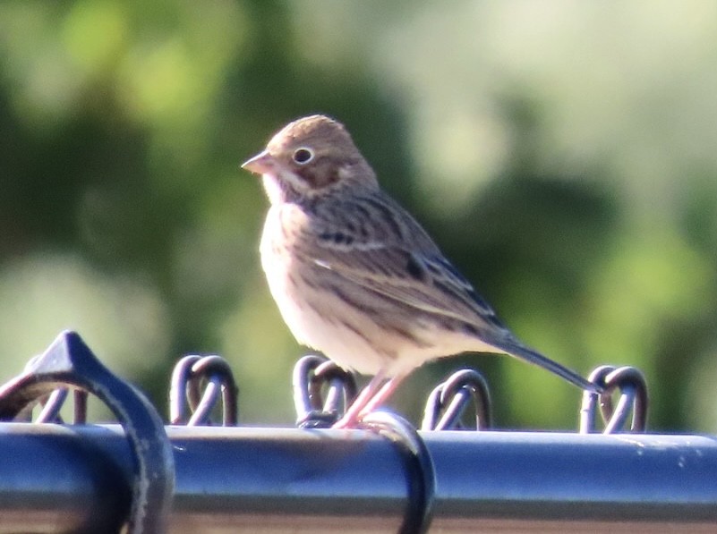 Vesper Sparrow - ML609896224