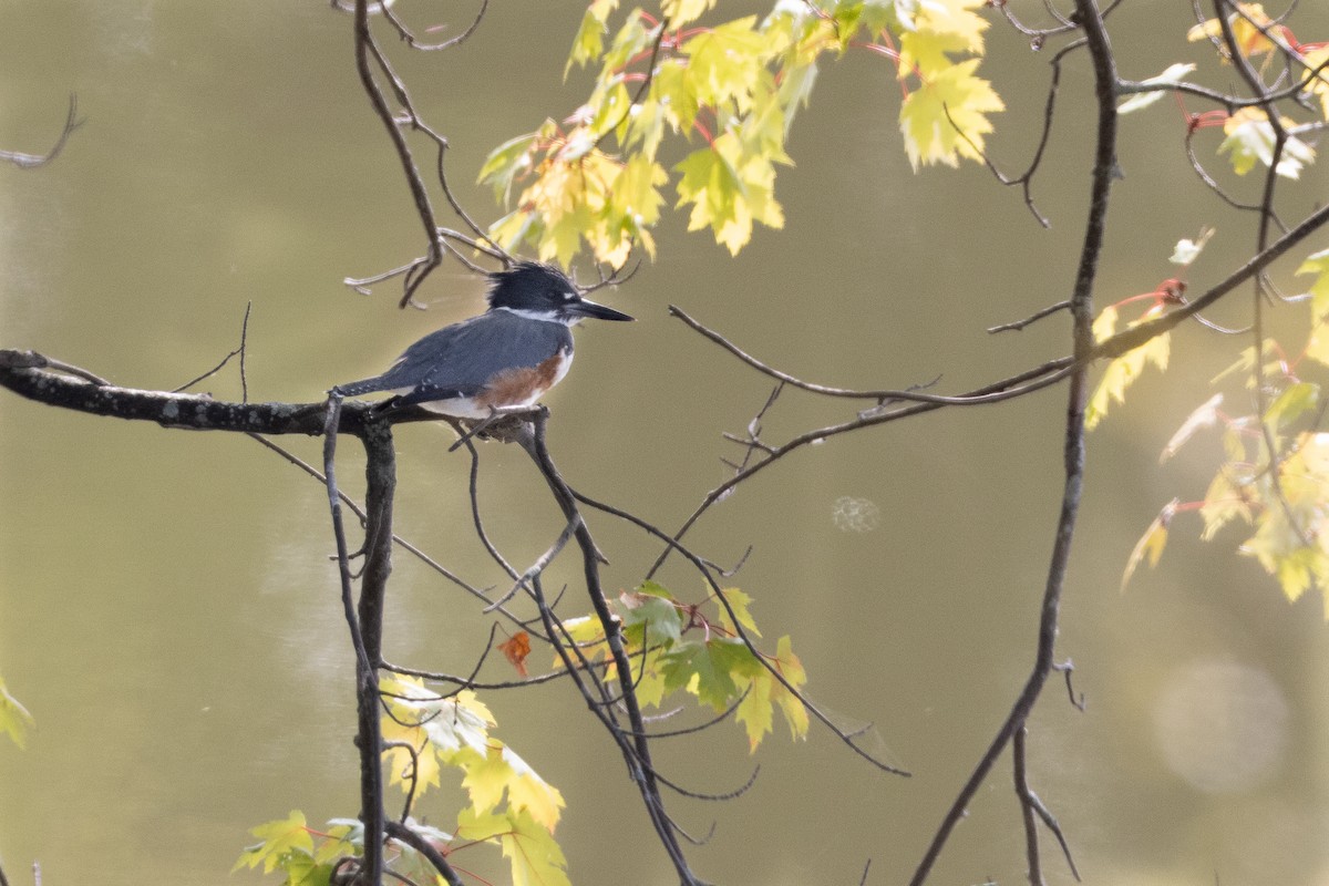 Belted Kingfisher - ML609896250