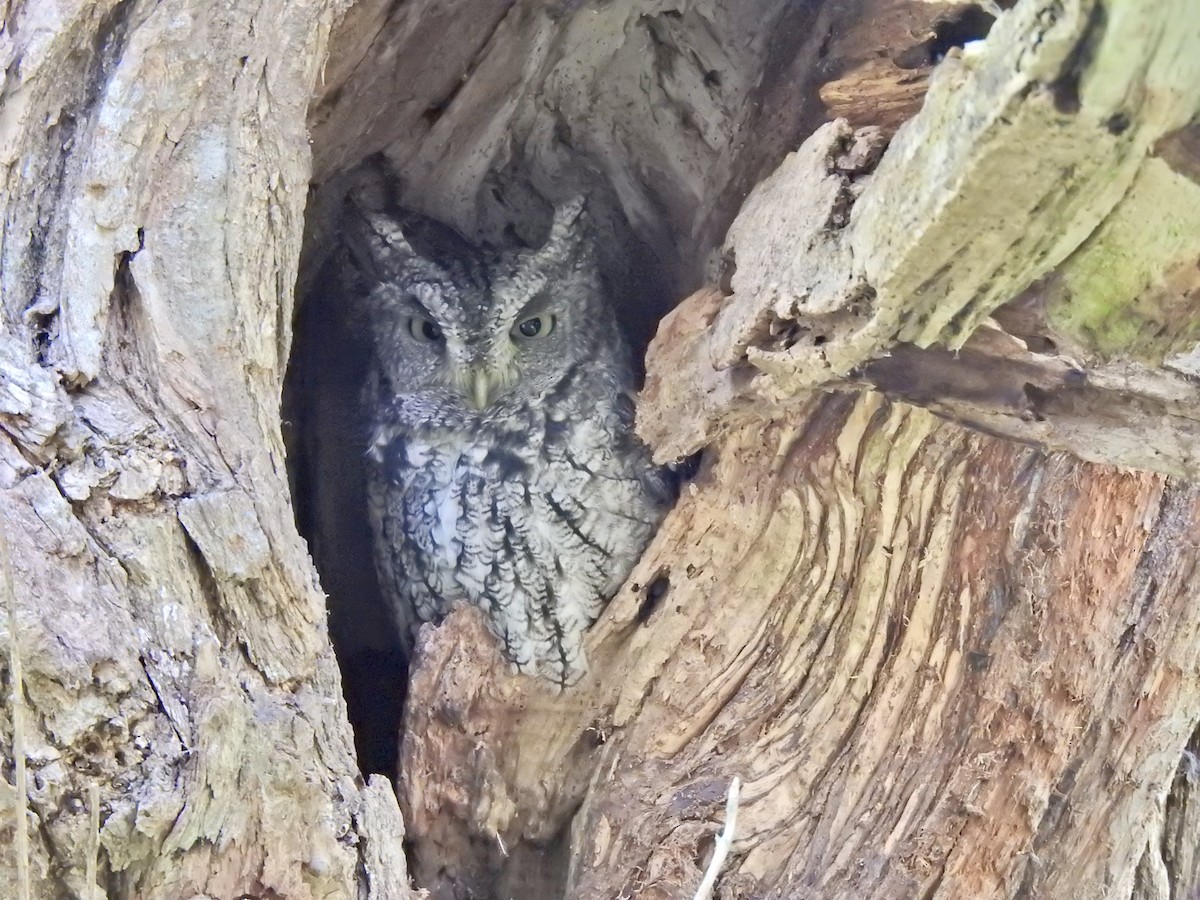 Eastern Screech-Owl - ML609896258