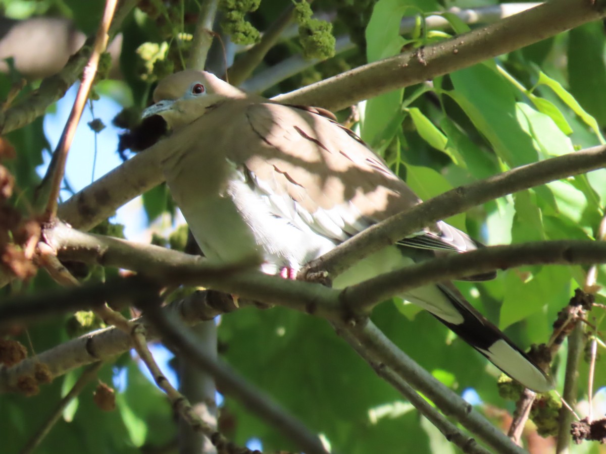 White-winged Dove - ML609896356