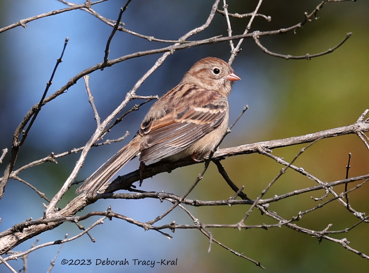Field Sparrow - Deborah Kral