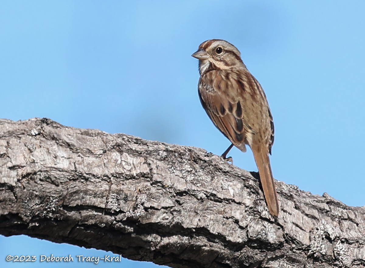 Song Sparrow - ML609896366