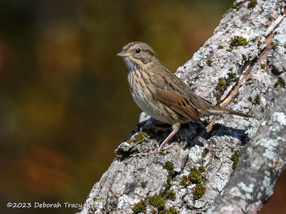 Lincoln's Sparrow - ML609896370