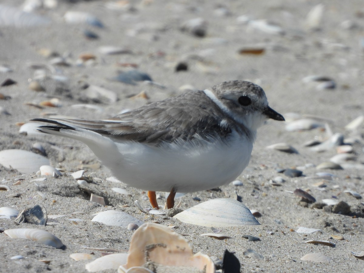 Piping Plover - ML609896426