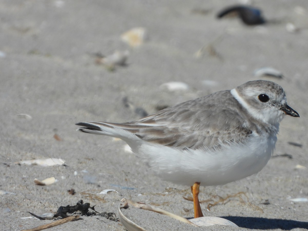 Piping Plover - ML609896442