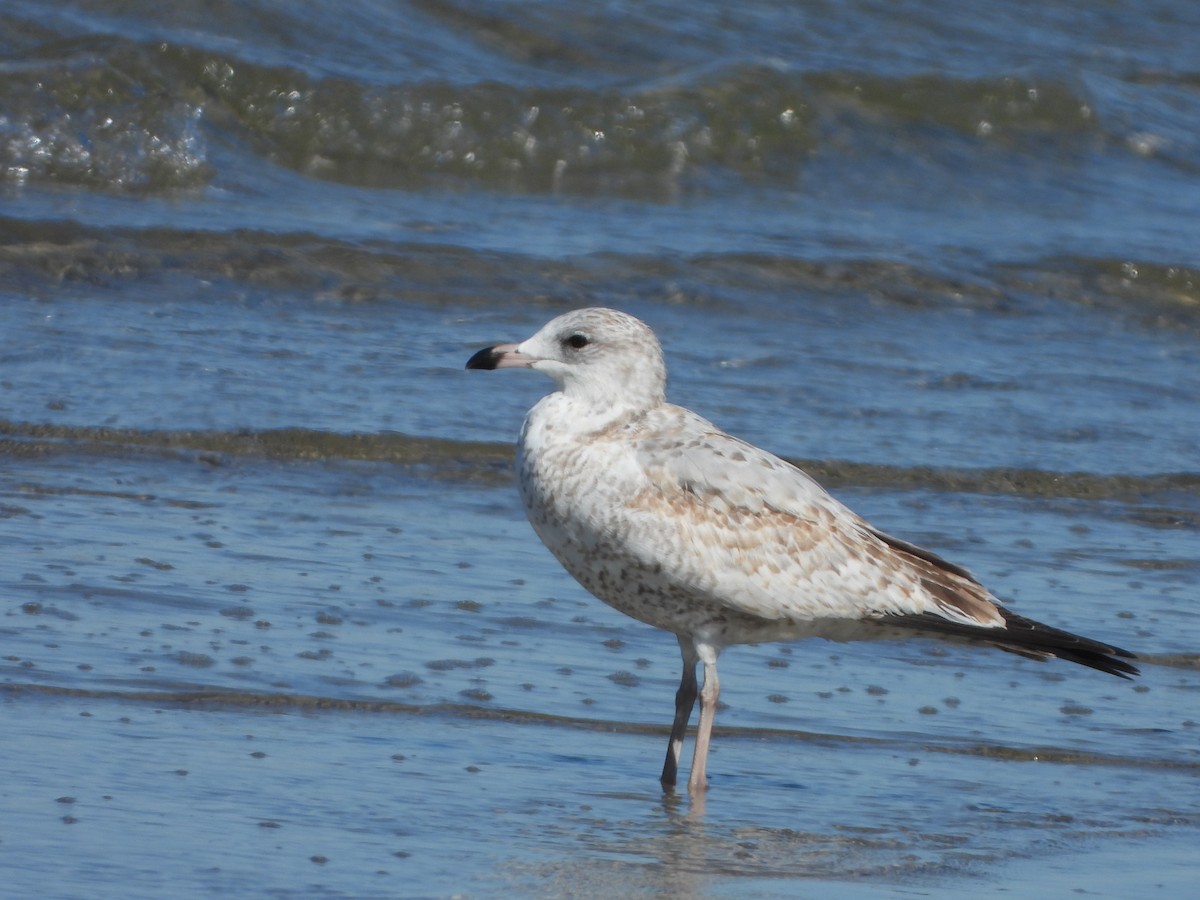 Ring-billed Gull - ML609896461