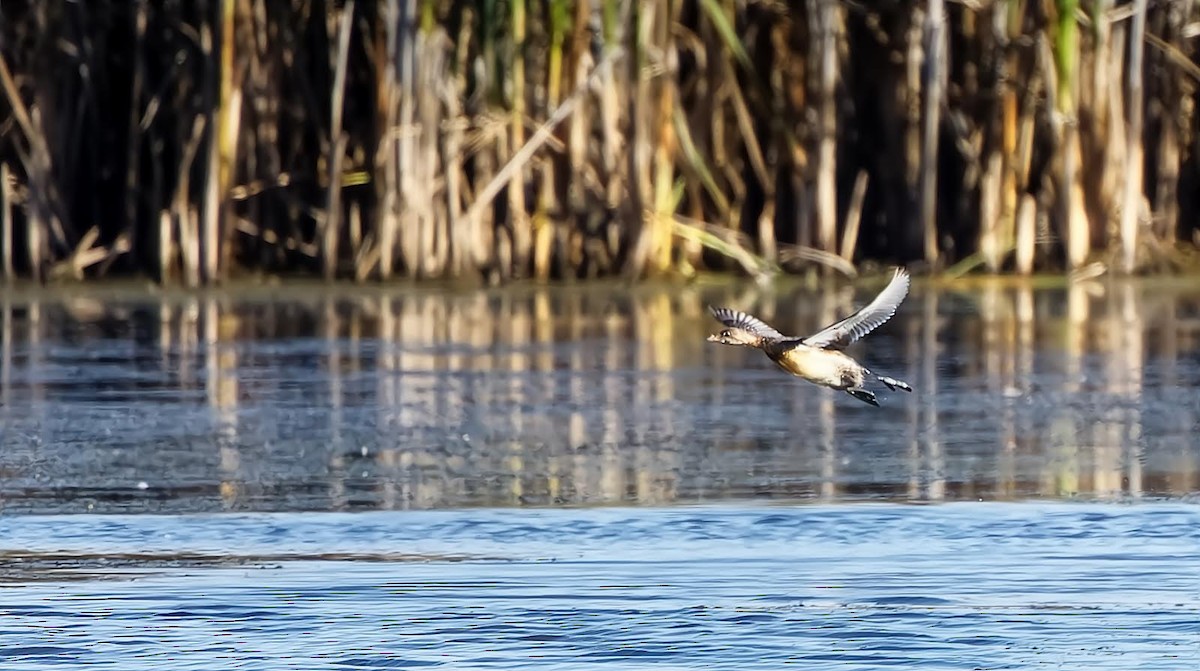 Pied-billed Grebe - ML609896557