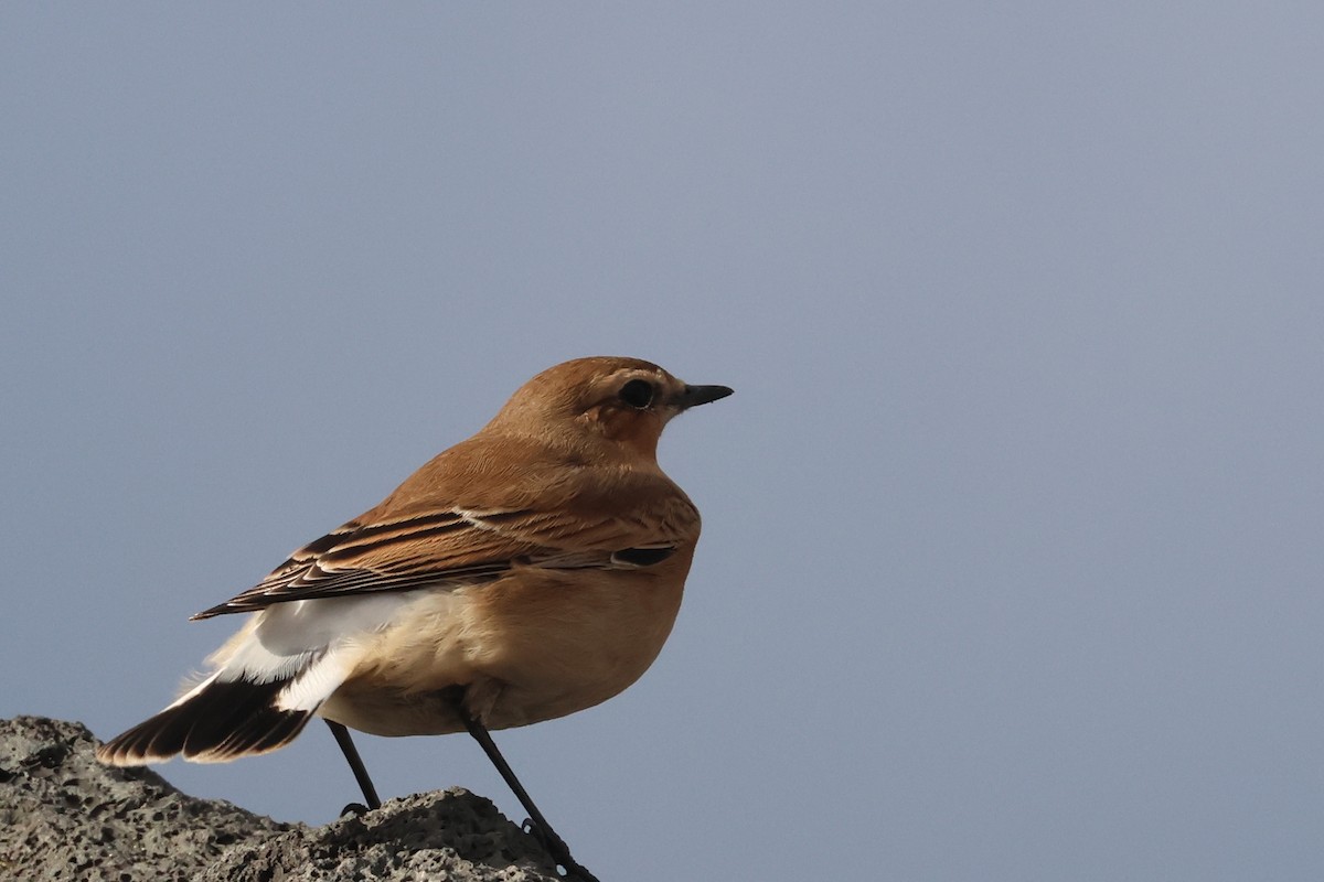 Northern Wheatear (Greenland) - ML609896591