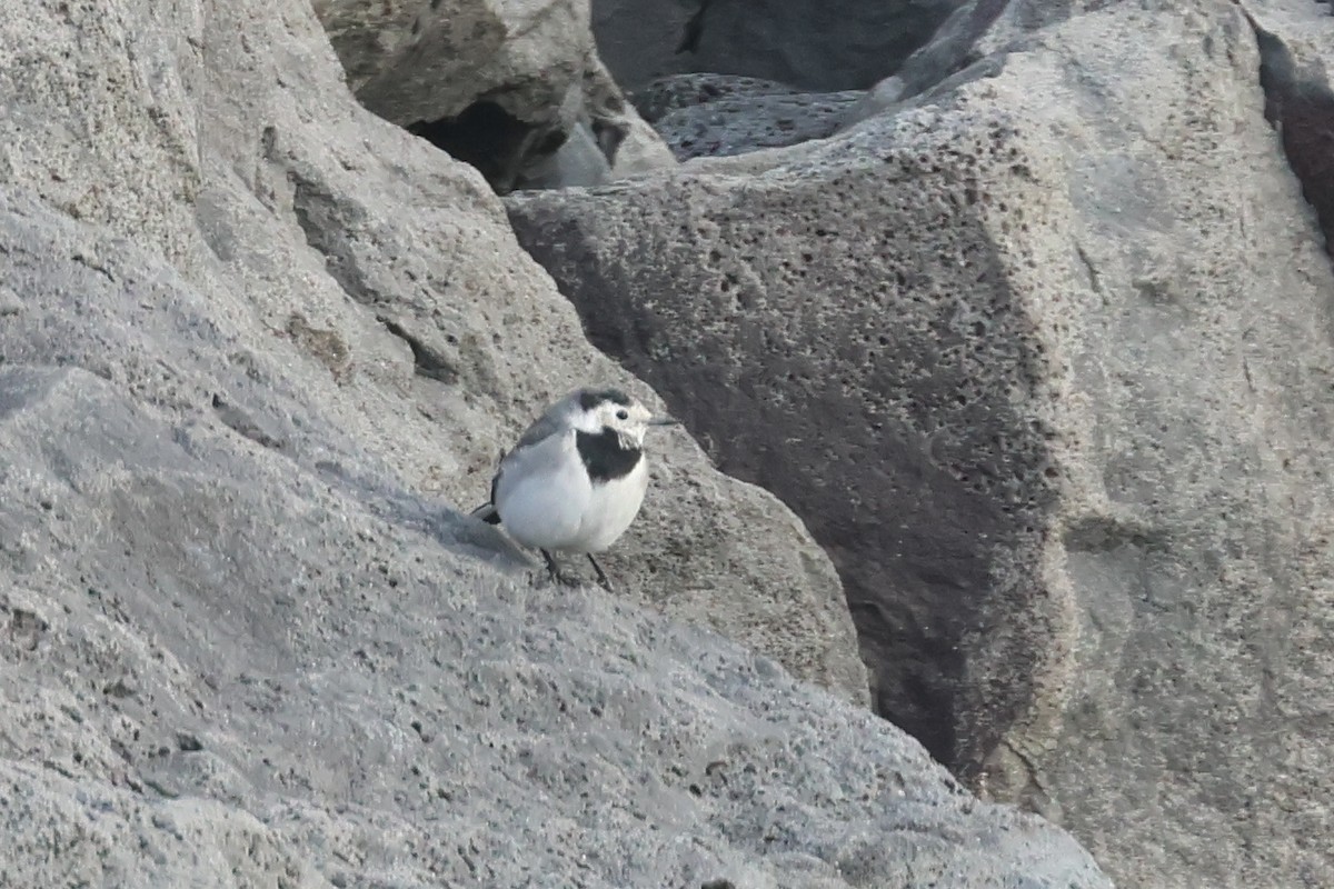 White Wagtail (White-faced) - ML609896607
