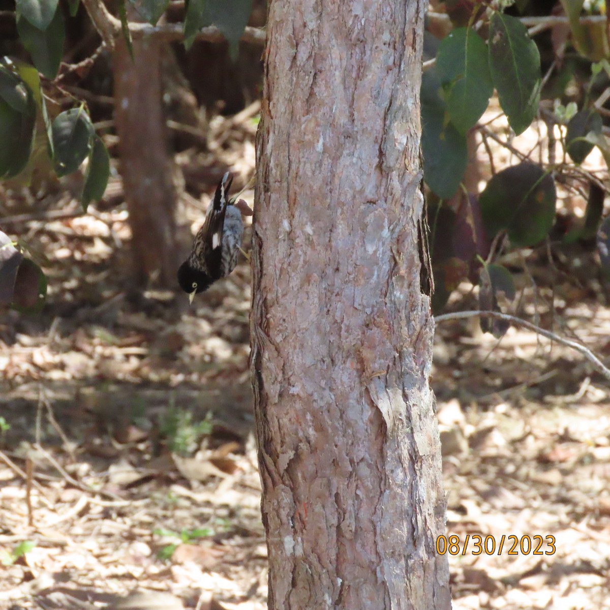 Varied Sittella (Striated) - Bruce Ackerman