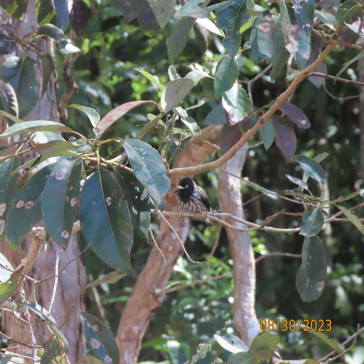 オーストラリアゴジュウカラ（striata） - ML609896622