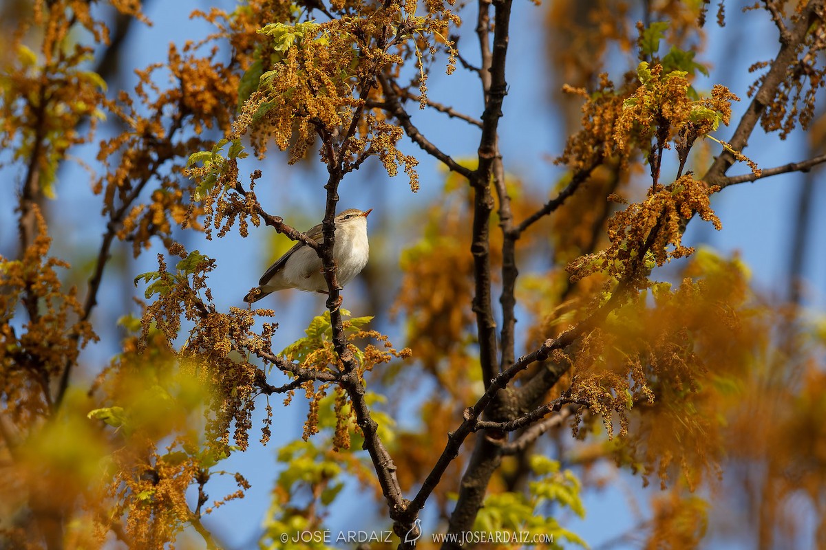 Western Bonelli's Warbler - ML609896638