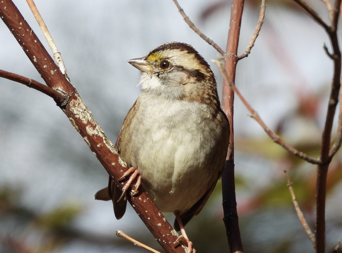White-throated Sparrow - ML609896657