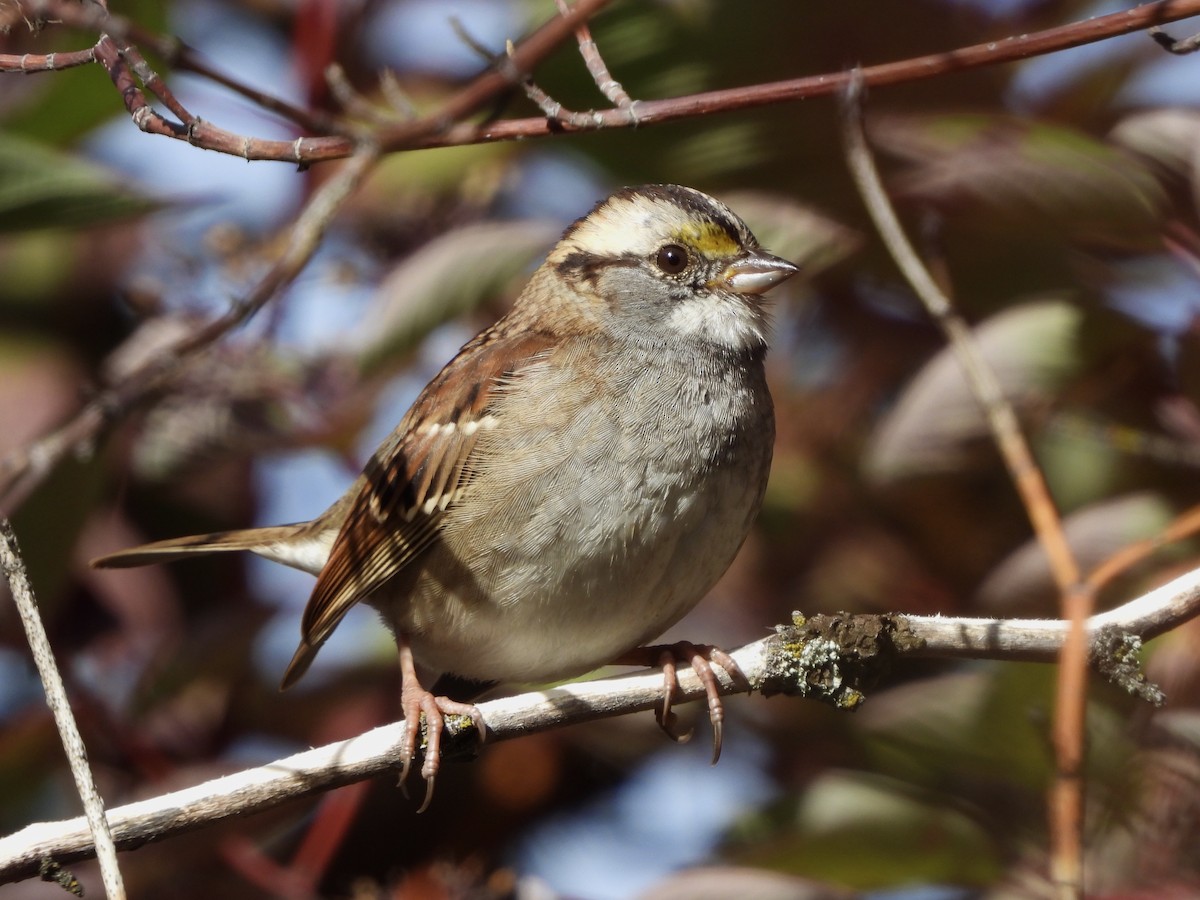 White-throated Sparrow - ML609896659