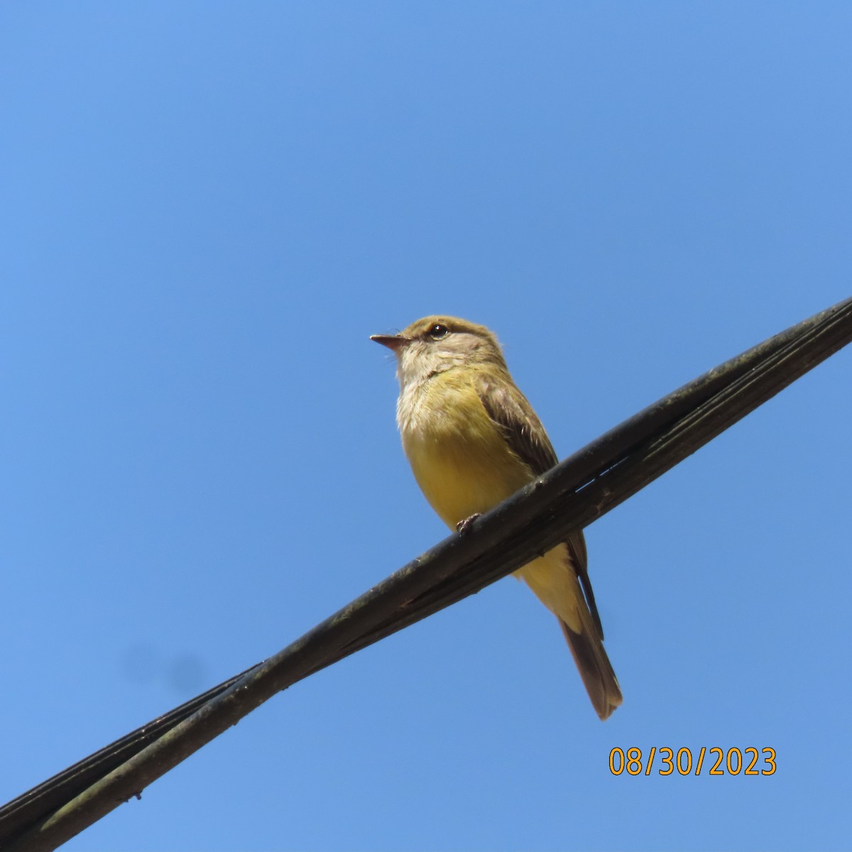 Lemon-bellied Flyrobin - ML609896684