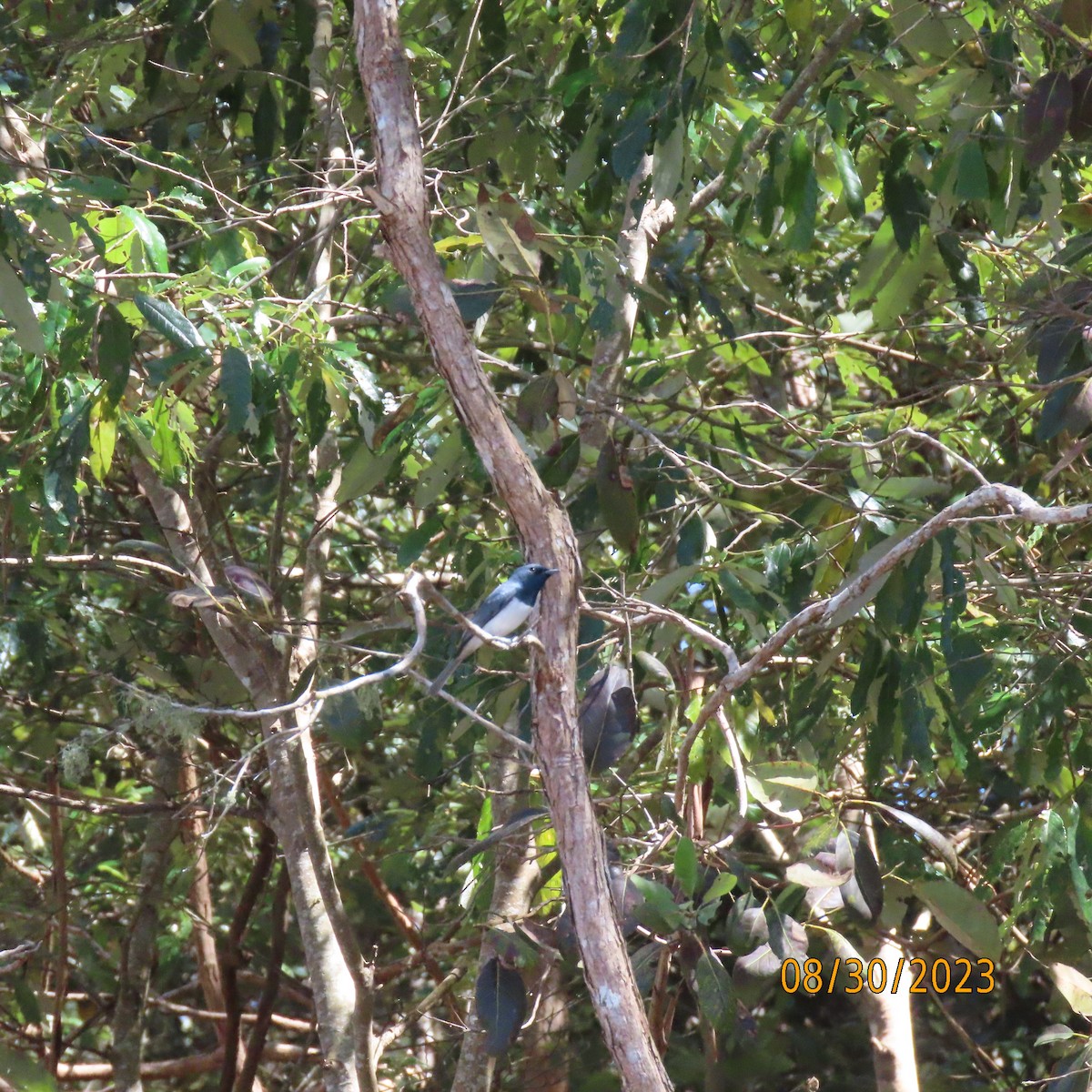 Leaden Flycatcher - ML609896701