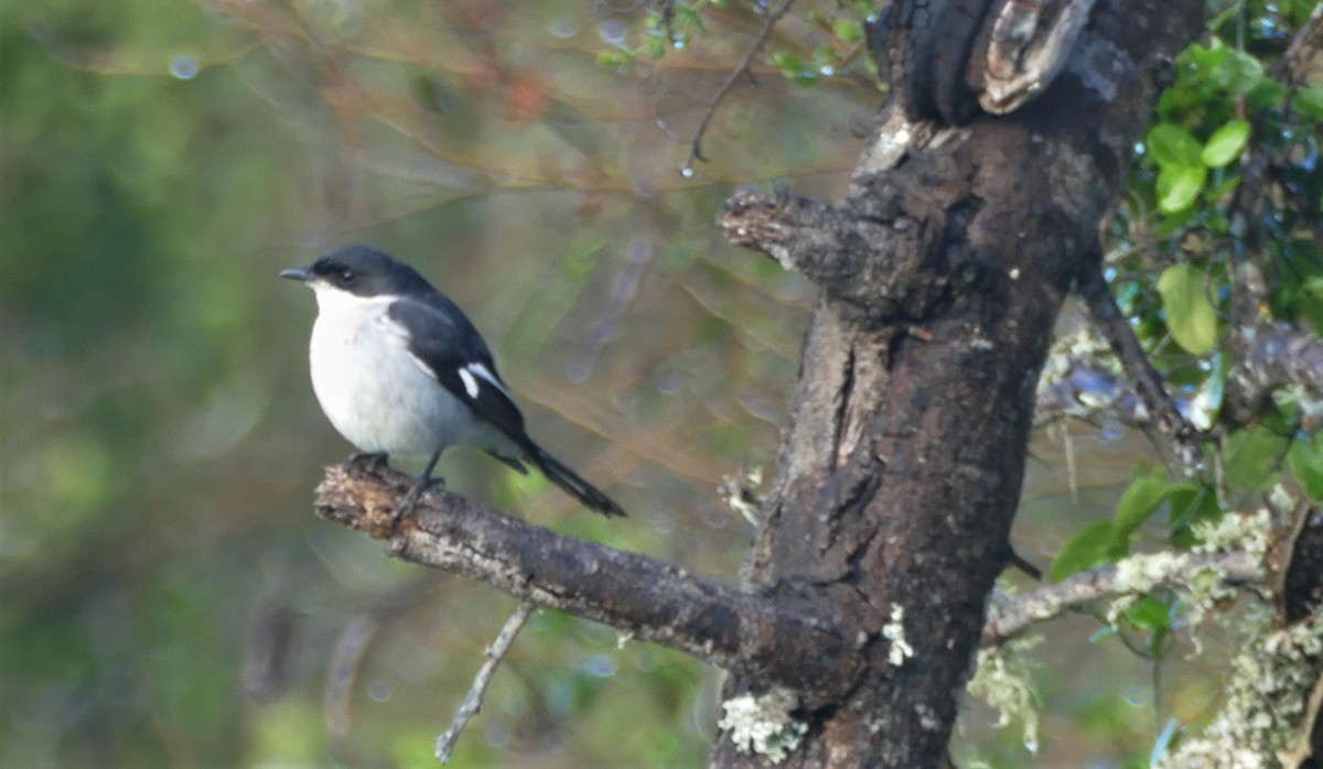 Fiscal Flycatcher - ML609896723