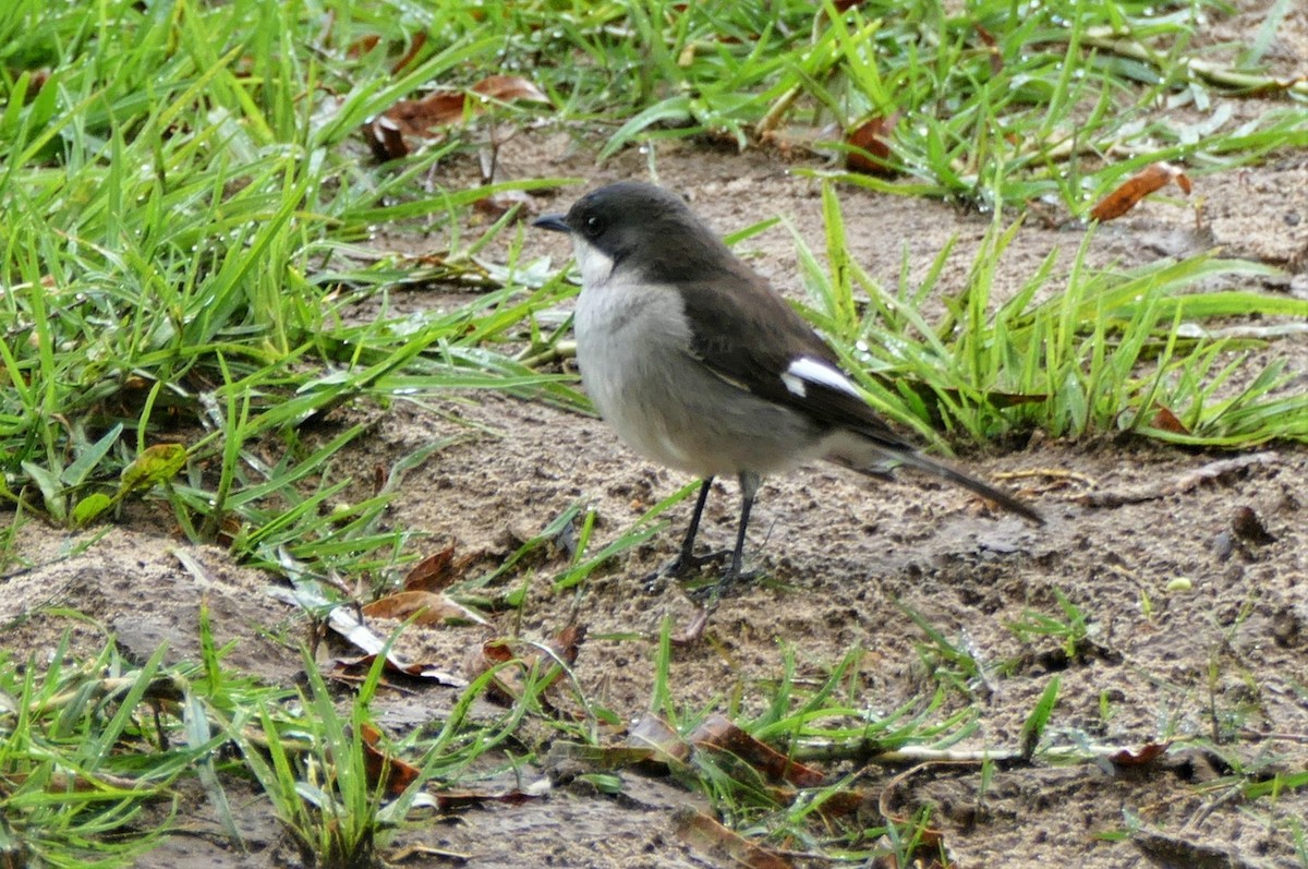 Fiscal Flycatcher - ML609896724