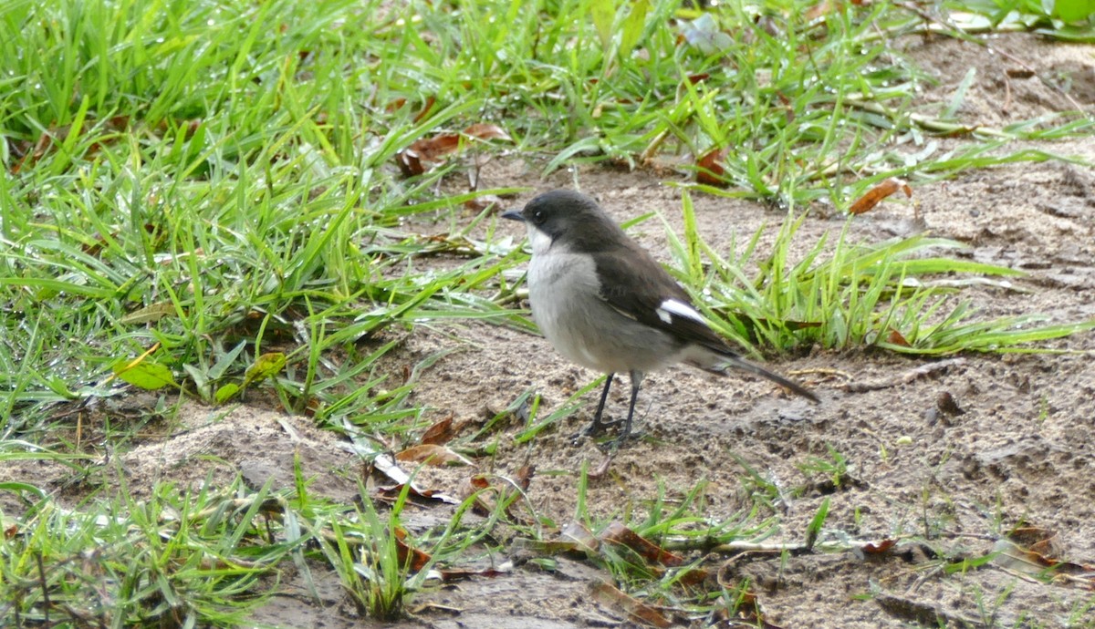 Fiscal Flycatcher - ML609896725