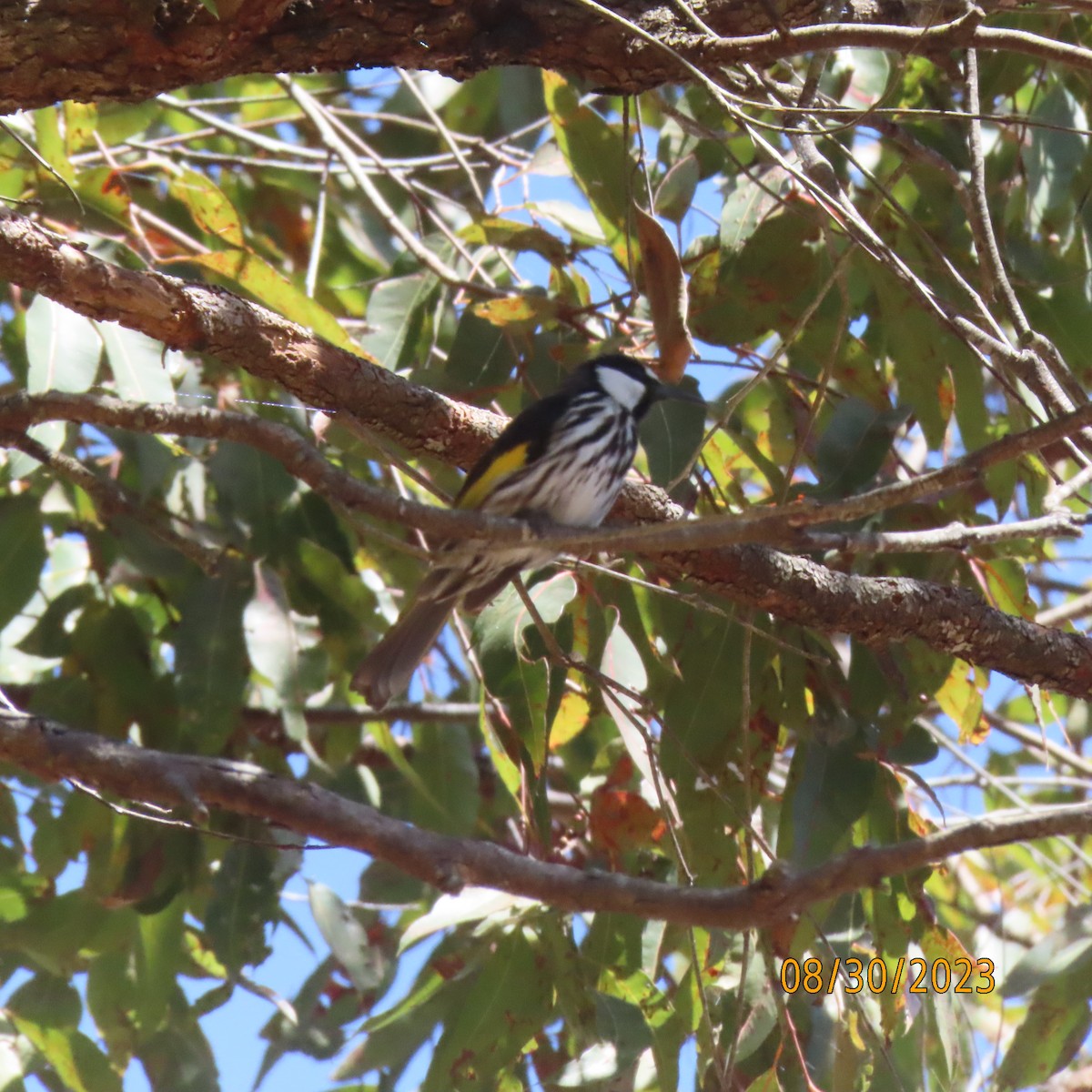 White-cheeked Honeyeater - ML609896747