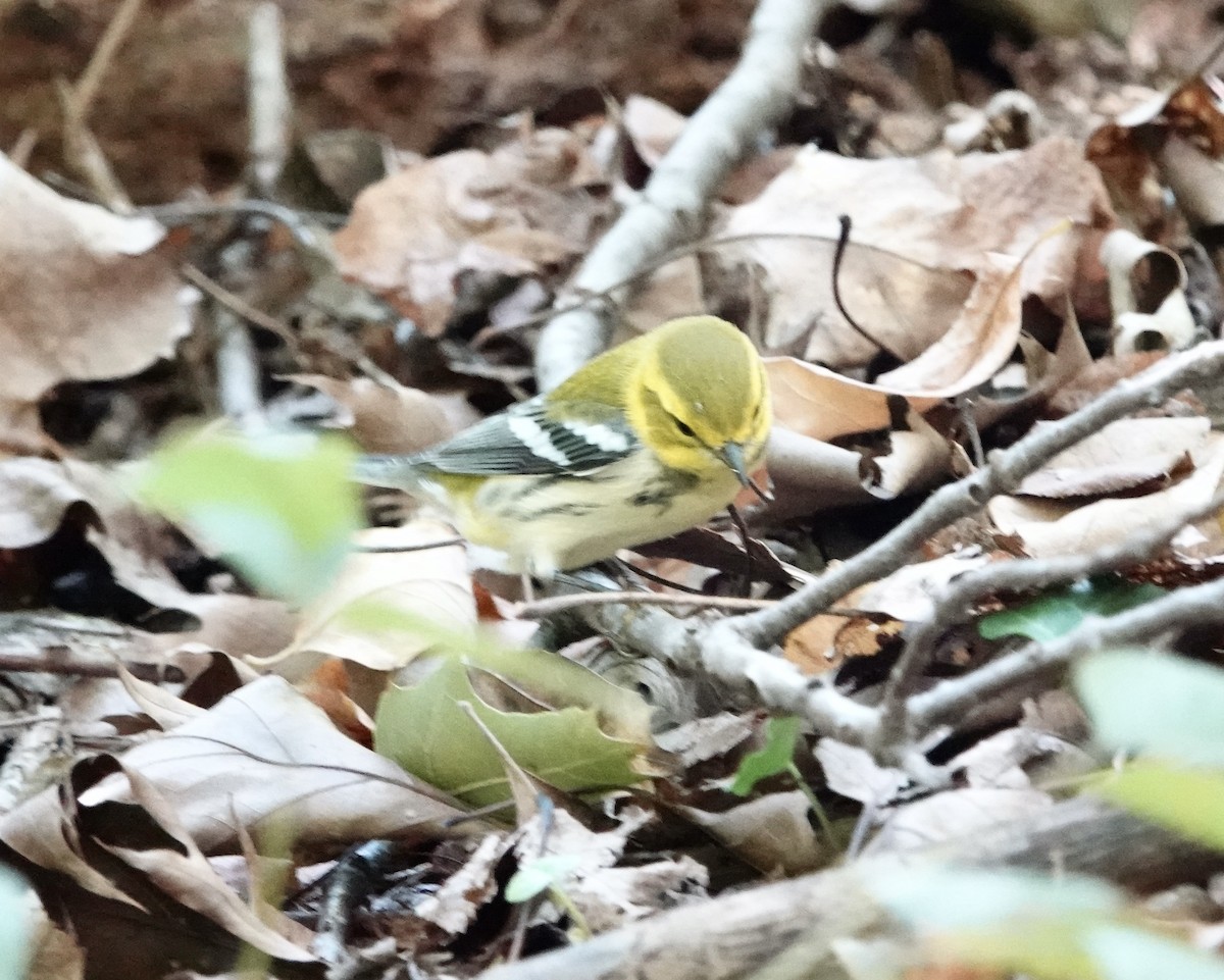 Black-throated Green Warbler - ML609896776