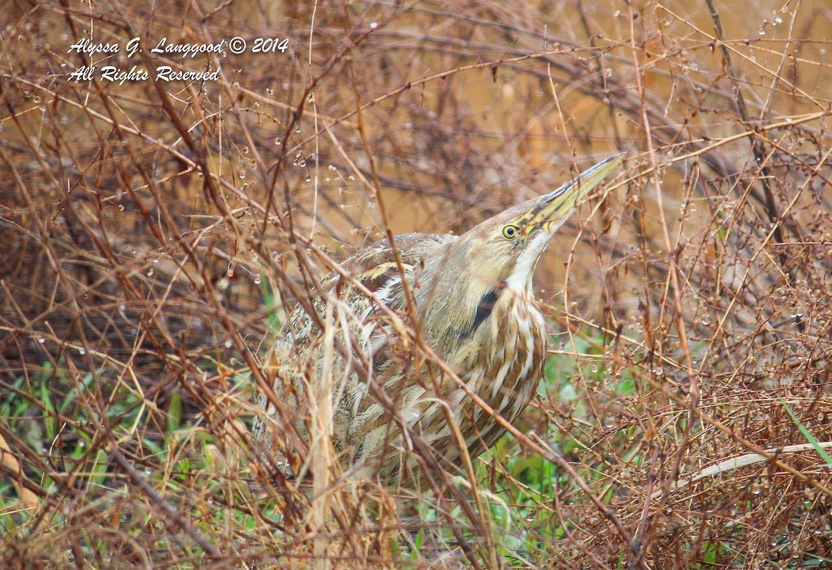 American Bittern - ML60989681