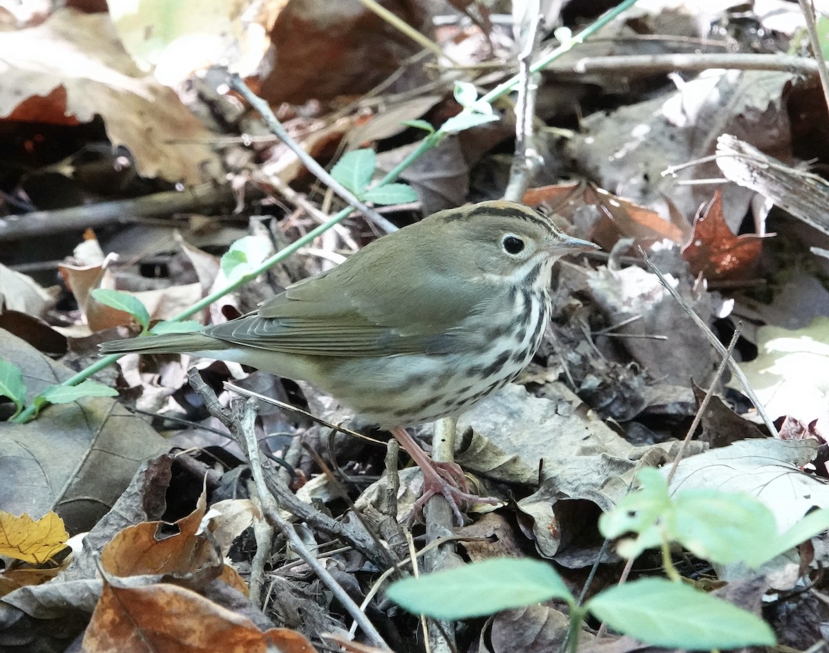 Paruline couronnée - ML609896815