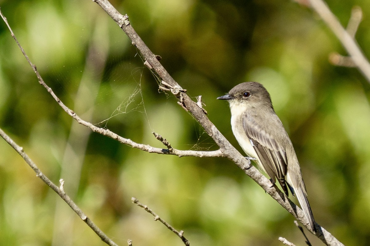 Eastern Phoebe - Steven Szablowski