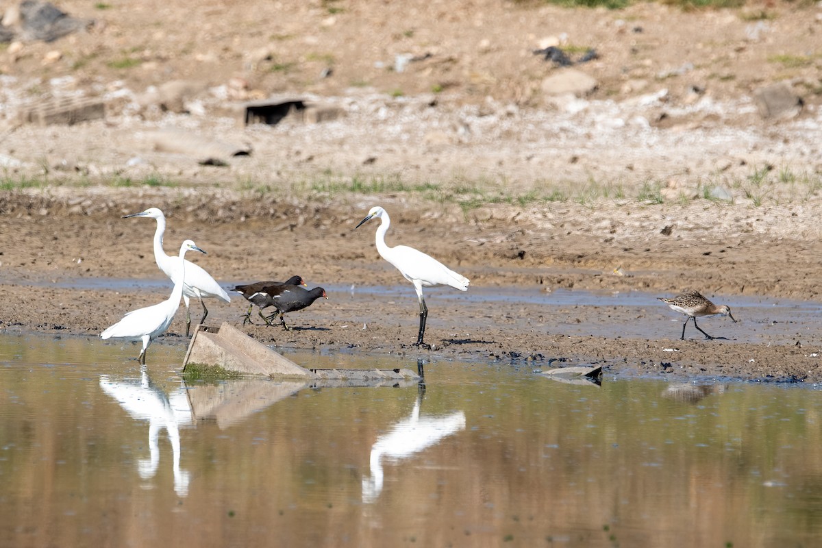 Little Egret - ML609896862