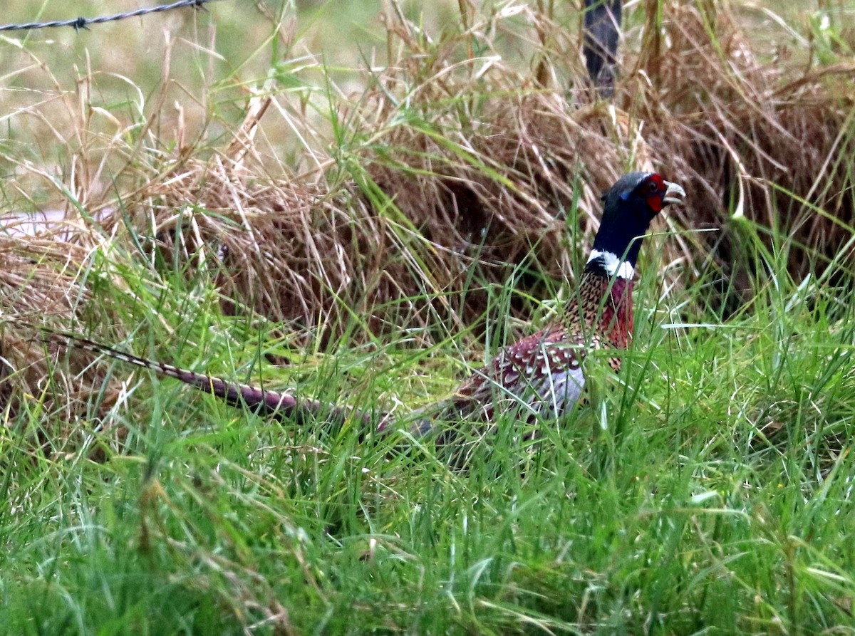 Ring-necked Pheasant - William Scott