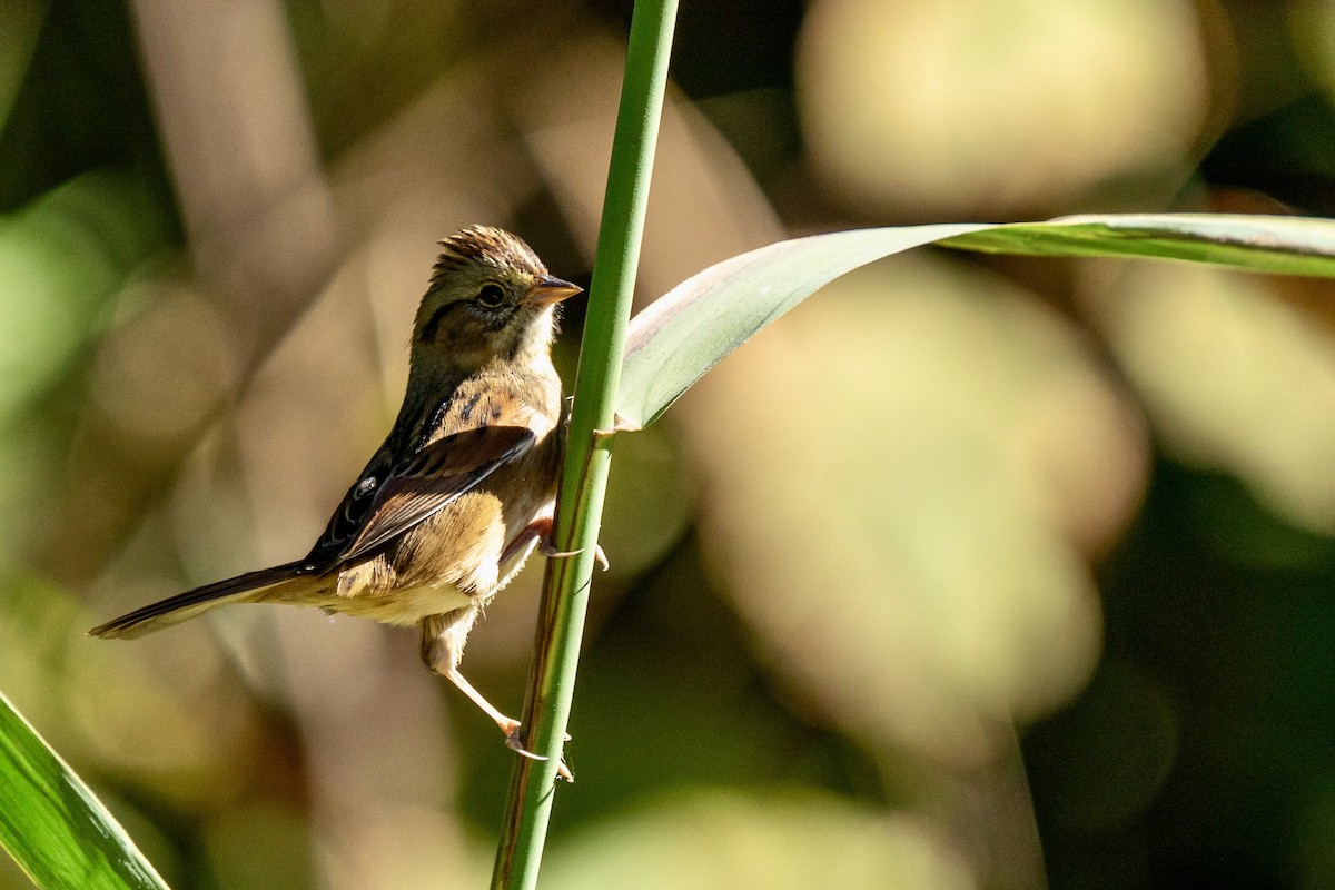 Swamp Sparrow - ML609896979