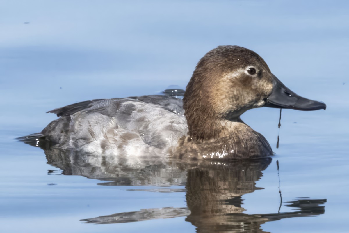 Common Pochard - ML609897003