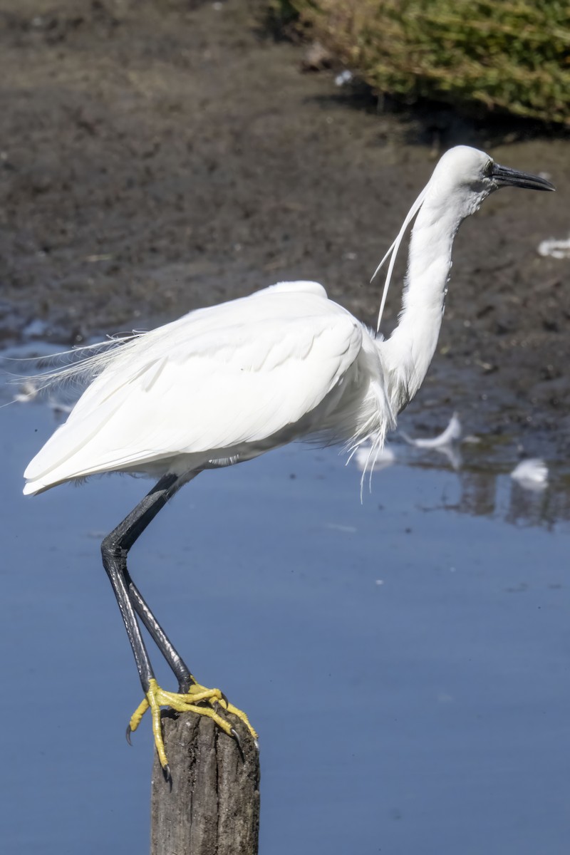 Little Egret - ML609897150